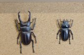 Minik Geyik Böceği (Dorcus Rectus) Plastik Aparat - 3