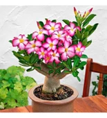 HEDİYELİK Adenium Çöl Gülü Çiçeği Fidanı (Dekoratif Saksı HEDİYELİ) thumbnail 1