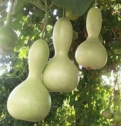 Yerli Ata Tohumu Su kabağı 2 Adet - 1