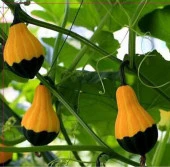 Yerli Ata Tohumu Ampul Süs Kabağı 3 Adet thumbnail 1