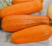 Yerli Ata Tohumu Uzun Bal Kabağı 5 Adet - 1