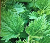 Yerli Ata Tohumu Isırgan 10 Adet thumbnail 1