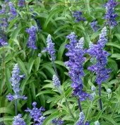 Yerli Ata Tohumu Adaçayı 10 Adet thumbnail 1