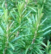 Yerli Ata Tohumu Biberiye 10 Adet thumbnail 1