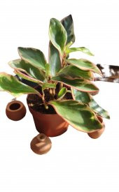 Peperomia çiçeği (zümrüt dalgası çiçeği - 1