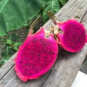 Macenta (Özel Tür) Ejder Meyvesi Pitaya Fidanı - 1