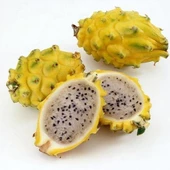 COLOMBİA YELLOW DRAGON FRUIT (Özel Tür) Ejder Meyvesi Pitaya Fidanı - 1