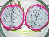 Pepino Dulce (Özel Tür) Ejder Meyvesi Pitaya Fidanı - 1
