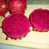 Ruby Red (Özel Tür) Ejder Meyvesi Pitaya Fidanı - 1