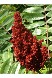 Organik Bitkim Toz Sumak (Öğütülmüş) 150 gr thumbnail 4