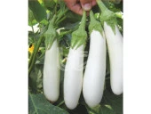 Hobi Tohumu Hibrit Beyaz Patlıcan 2 Adet thumbnail 1