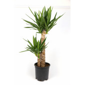 YUKKA (Yucca) - 1