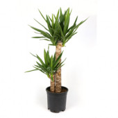 YUKKA (Yucca) - 2