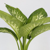 Difenbahya(Dieffenbachia): - 1