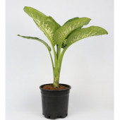 Difenbahya(Dieffenbachia): - 2