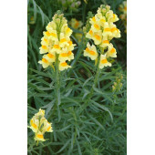 vulvaris spp.linaria vulvaris tohum - 1