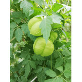 Balon çiçeği tohumu - 1