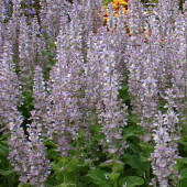 Adaçayı Salvia sclarea tohum - 1