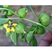 Tomatillo Tohumu - 1