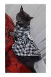 Beyaz Siyah Kareli Dişi Kedi Köpek Kıyafeti Elbisesi - 3
