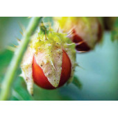 Dikenli Domates litchi tohum - 1