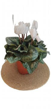 Sıklamen Çiçeği BEYAZ - Cyclamen 20-30 cm - 1