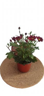 Kasımpatı çiçeği 20-30 cm - 1