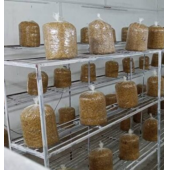 İstiridye mantar kompostu şeffaf 12 lt 6kg thumbnail 1