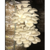 İstiridye mantar kompostu şeffaf 12 lt 6kg thumbnail 2