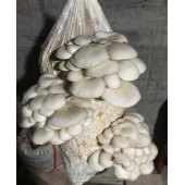 İstiridye mantar kompostu şeffaf 12 lt 6kg thumbnail 3