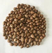 Yerli Ata Tohumu Sırık Yüksek Verimli Ferasetsiz Erken Fasulye 25 Gr - 1