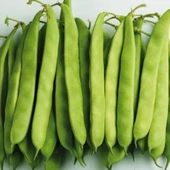 Yerli Ata Tohumu Sırık Ayşe Kadın Erken Fasulye 25 Gr (Siyah-Beyaz Tohum) thumbnail 2