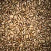 Yerli Ata Tohumu Perolar Uzun-Enli Sırık Erken Fasulye 25 Gr thumbnail 1