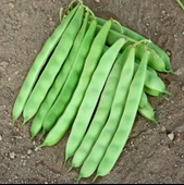 Yerli Ata Tohumu Oturak Şeker Fasulyesi 25 Gr - 2