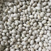 Yerli Ata Tohumu Oturak Şeker Fasulyesi 25 Gr - 1