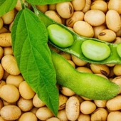 Yerli Ata Tohumu Soya Fasulyesi 25 Gr thumbnail 2