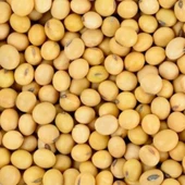 Yerli Ata Tohumu Soya Fasulyesi 25 Gr thumbnail 1