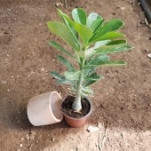 Büyük Boy Arabic Adenium Çöl Gülü Çiçeği Fidanı (Çiçek Açma Yaşında) - 3