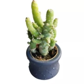 Hediyelik Kaktüs Opuntia Subulata (5.5 cm Beton Saksı HEDİYELİ) - 1