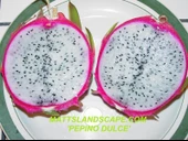 Pepino Dulce (Özel Tür) Ejder Meyvesi Pitaya Fidanı thumbnail 1