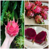 Royal Red (Özel Tür) Ejder Meyvesi Pitaya Fidanı thumbnail 2