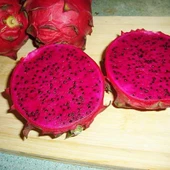 Ruby Red (Özel Tür) Ejder Meyvesi Pitaya Fidanı thumbnail 1