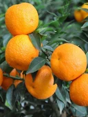 5 Yaş Aşılı Minyatür Çin Turuncu Fidanı +100 cm thumbnail 1