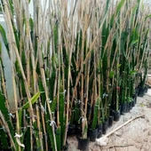 Ruby Red (Özel Tür) Ejder Meyvesi Pitaya Fidanı thumbnail 2