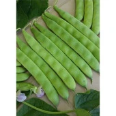 Yerli Ata Tohumu Sırık Erken Fasulye 25 Gr (Siyah) - 1