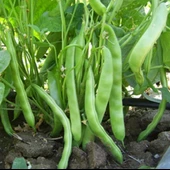 Yerli Ata Tohumu Oturak Sarıkız Fasulye 25 Gr thumbnail 2