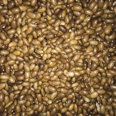 Yerli Ata Tohumu Oturak Sarıkız Fasulye 25 Gr thumbnail 1