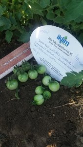 Domates Tohumu Cherry - 1 G (~ Takribi 150 Tohum) - 2