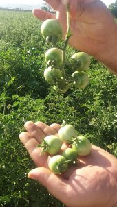 Domates Tohumu Cherry - 1 G (~ Takribi 150 Tohum) - 5