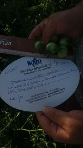 Domates Tohumu Cherry - 1 G (~ Takribi 150 Tohum) - 8